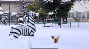鳥取県の雪原にシマウマとインパラ